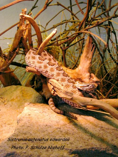 S. c. edwardsii (0,1) c.JPG [77 Kb]